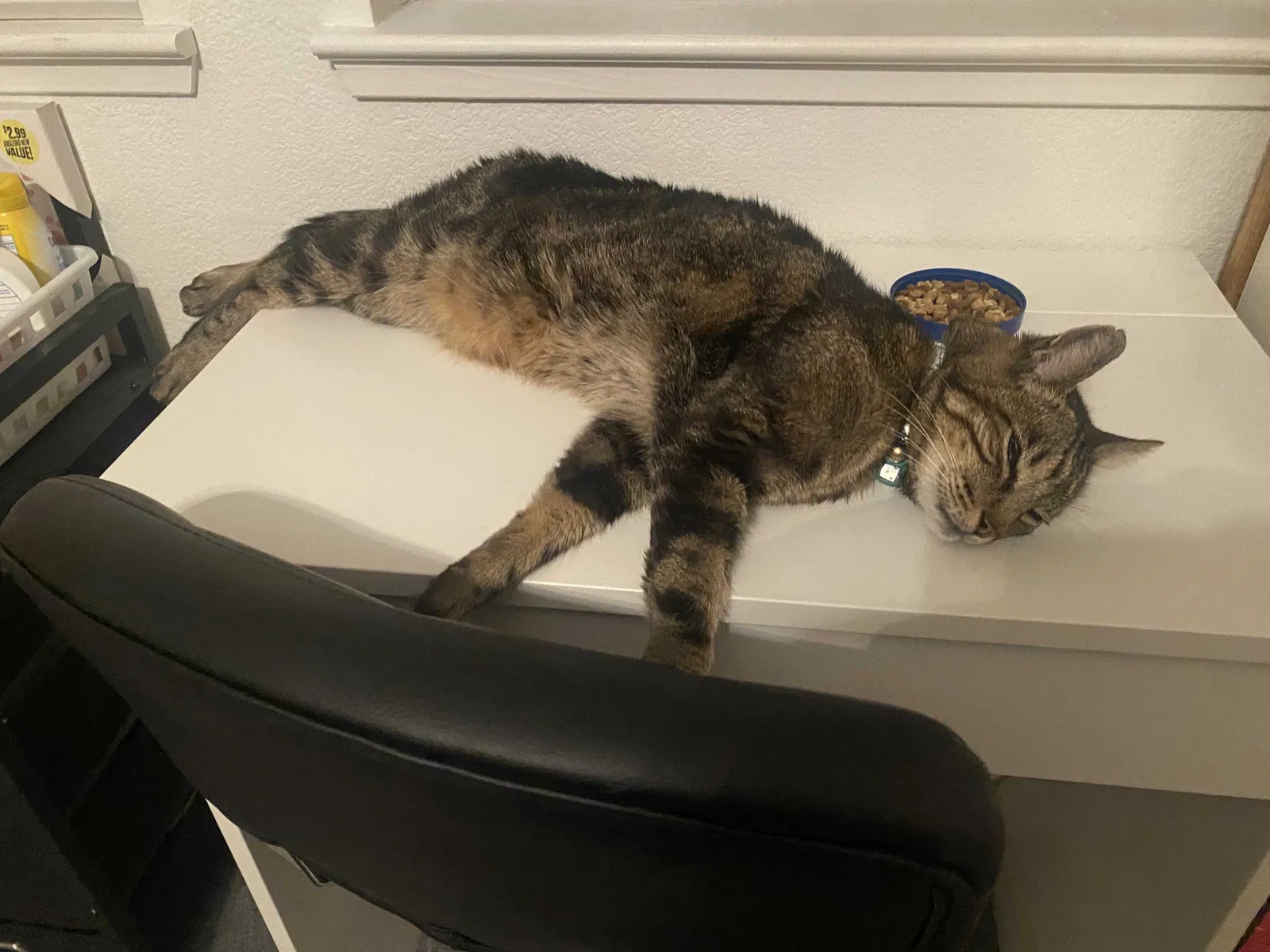 Lost cat in Folsom, CA, 95630