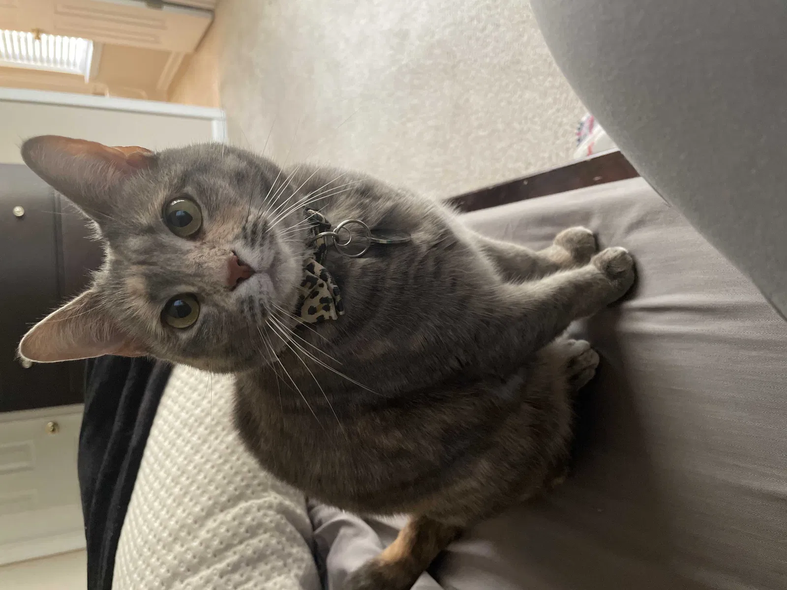 Lost cat in Charlotte, NC, 28278