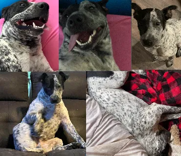 Lost dog in Glenwood, AR, 71943