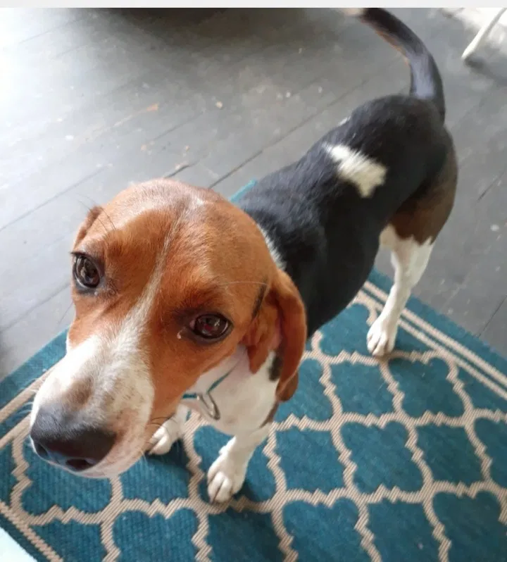 Lost dog in Minor Hill, TN, 38473