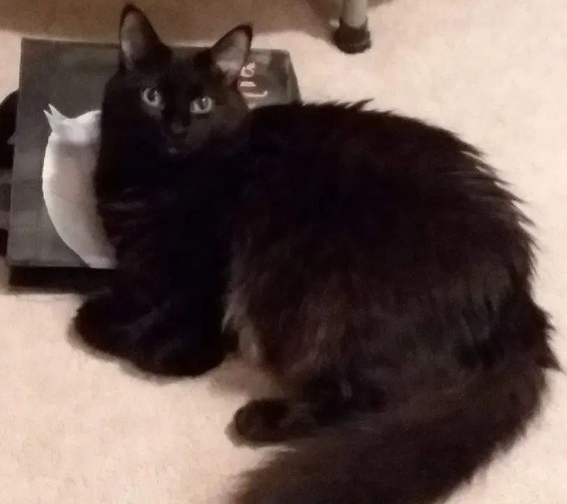 Lost cat in Murfreesboro, TN, 37128