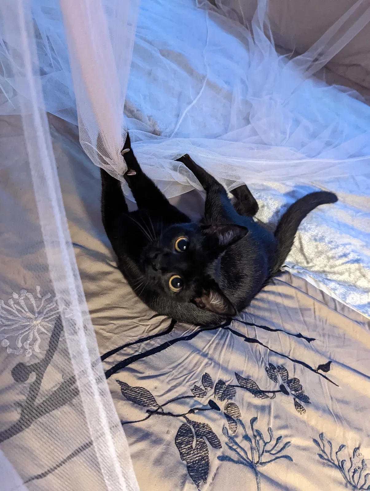 Lost cat in Bessemer, AL, 35022