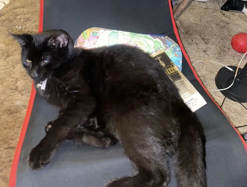 Lost cat in Belleville, MI, 48111