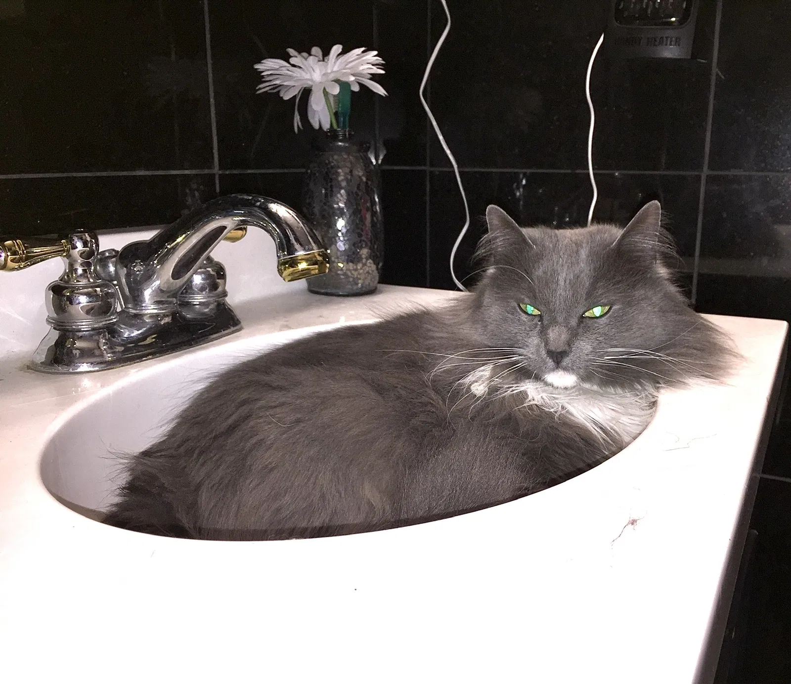 Lost cat in Denver, CO, 80236