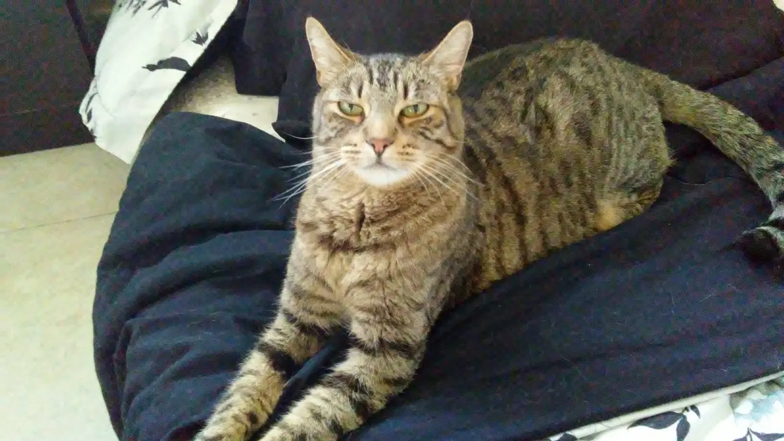 Lost cat in San Bernardino, CA, 92407