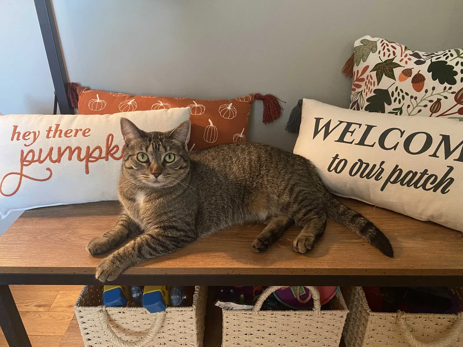 Lost cat in Wayzata, MN, 55391