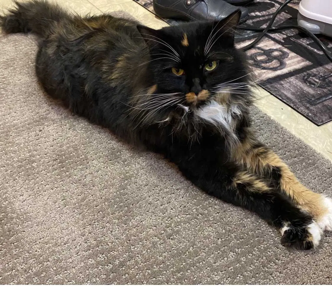 Lost cat in Seattle, WA, 98188