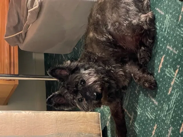 Lost dog in Unknown, FL, 33094