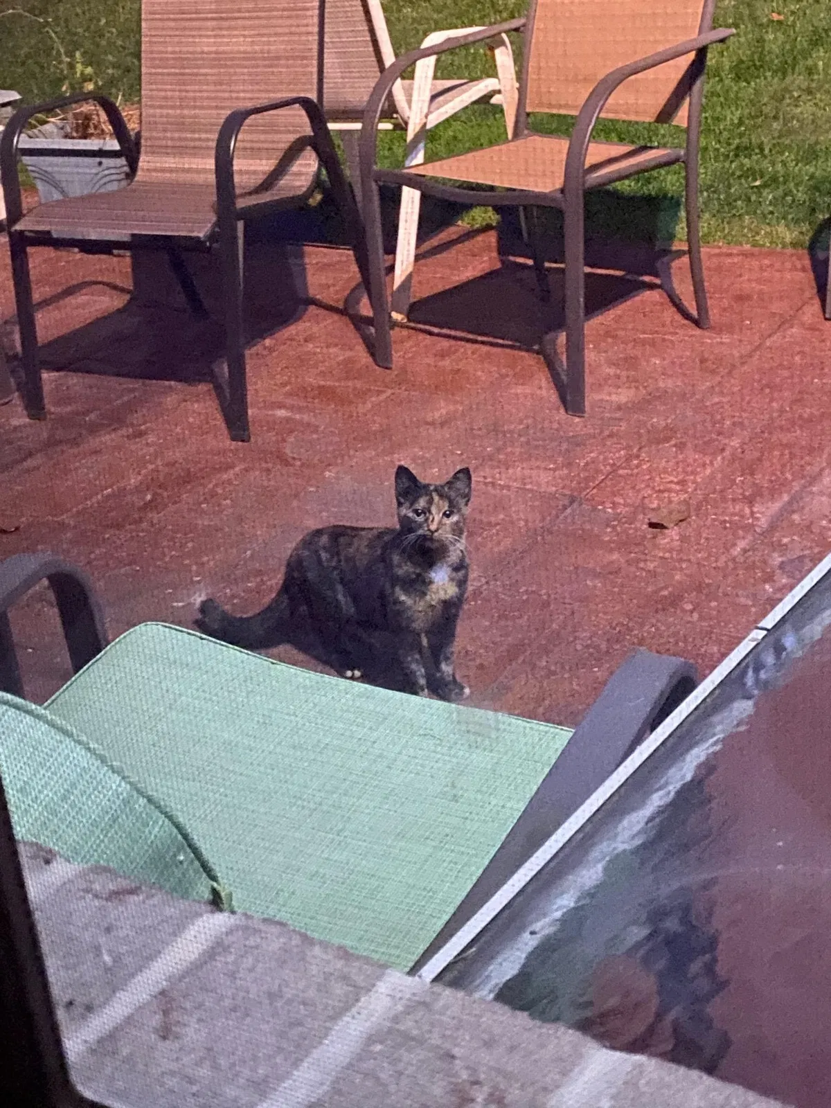 Found cat in Murrysville, PA, 15668