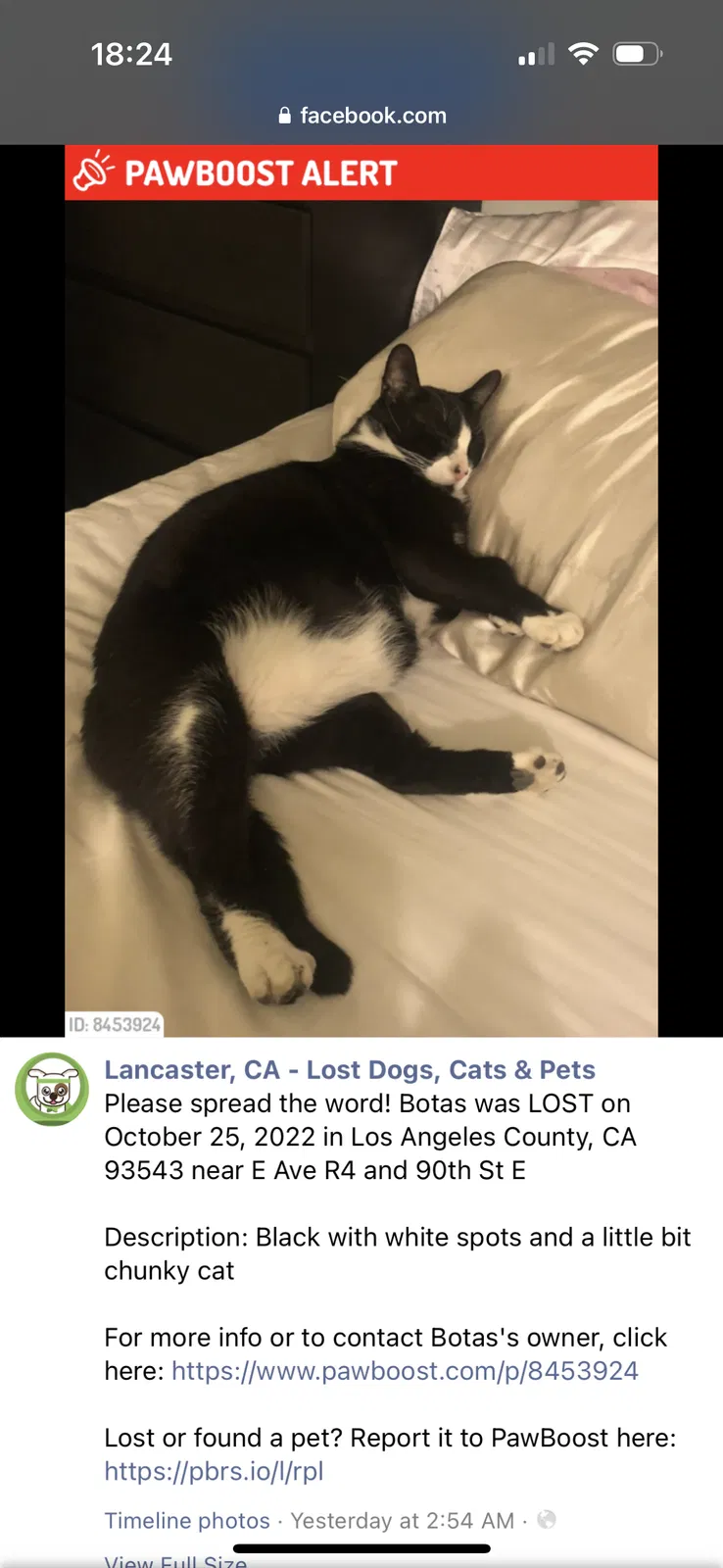 Lost cat in Littlerock, CA, 93543