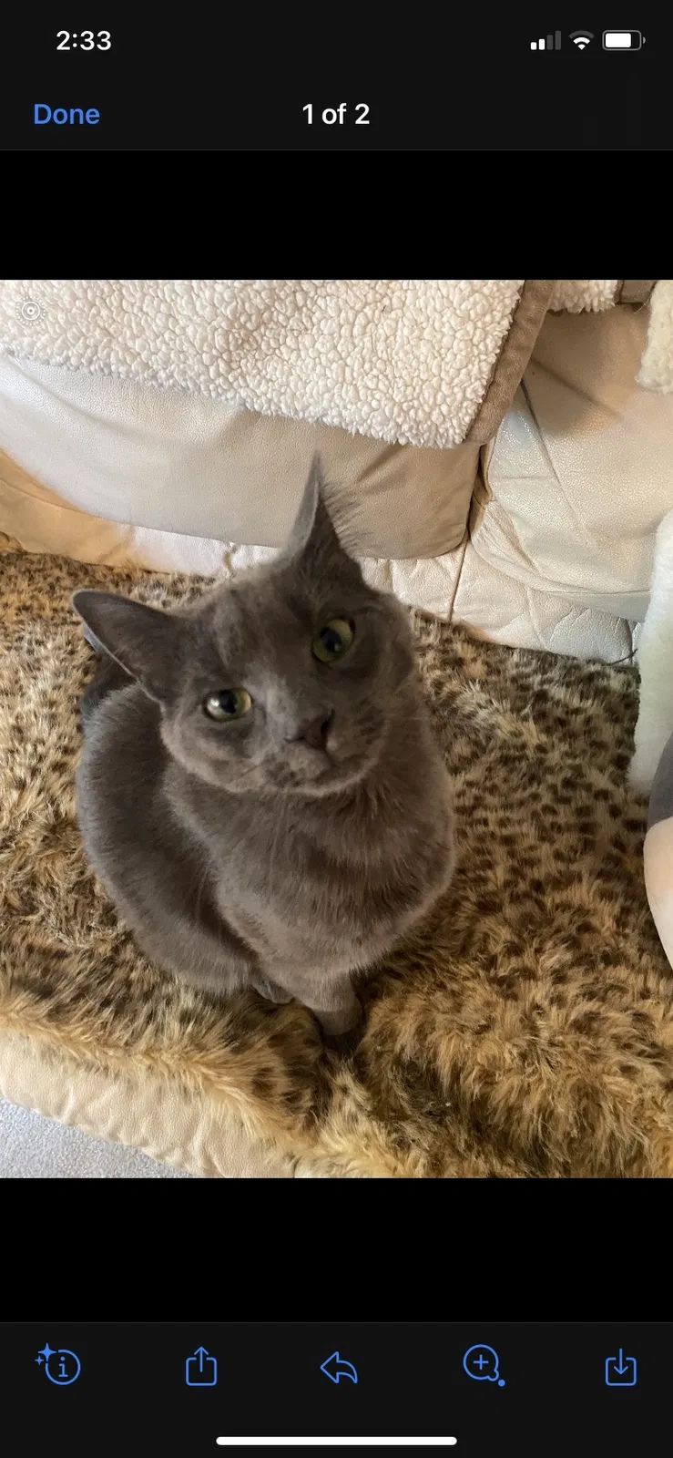 Lost cat in Andover, MN, 55304