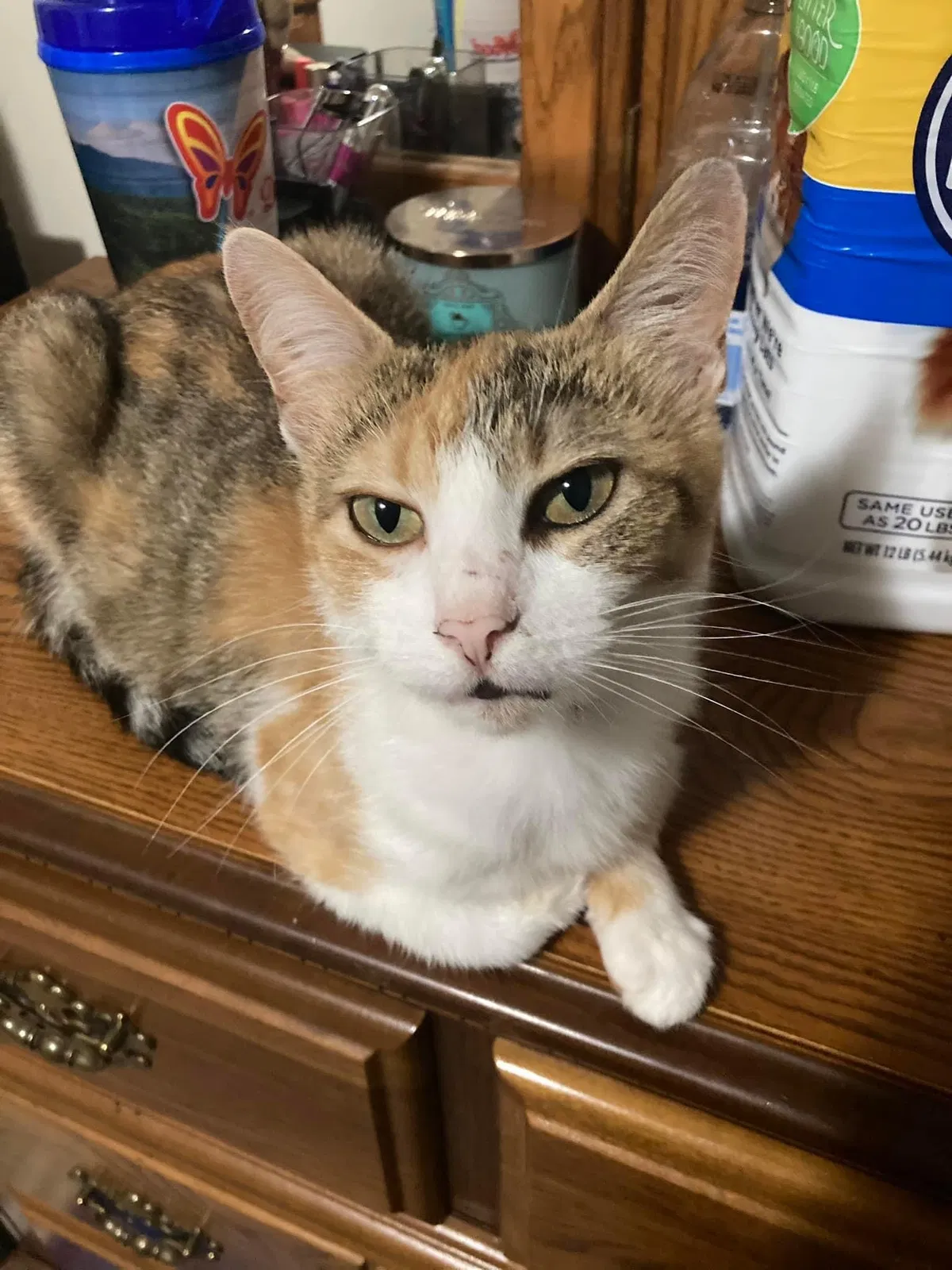 Lost cat in Knoxville, TN, 37934