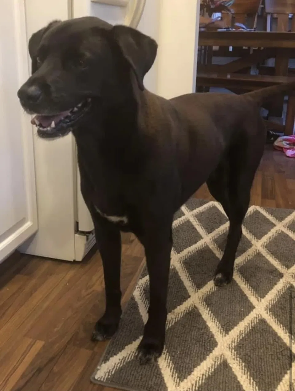 Lost dog in Monrovia, MD, 21770