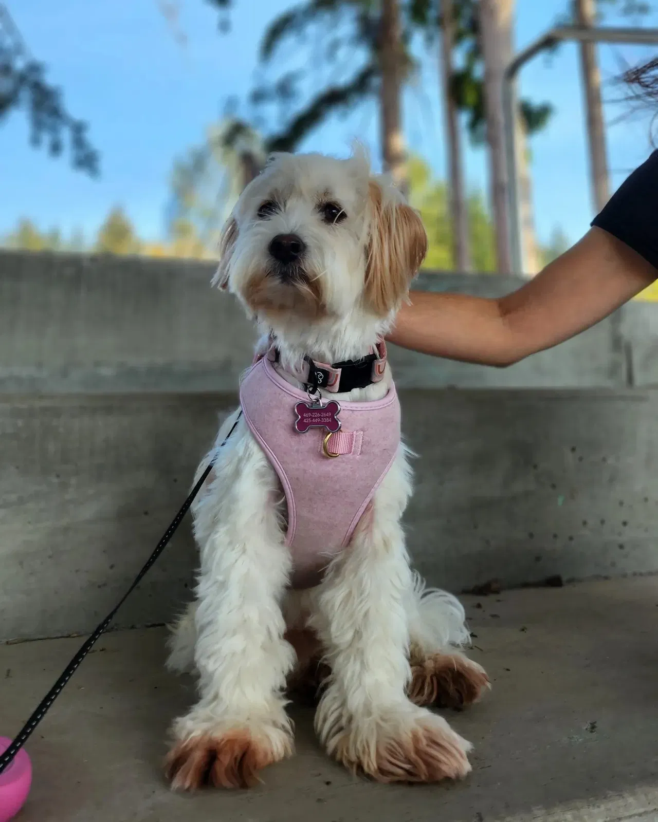 Lost dog in Bellevue, WA, 98004