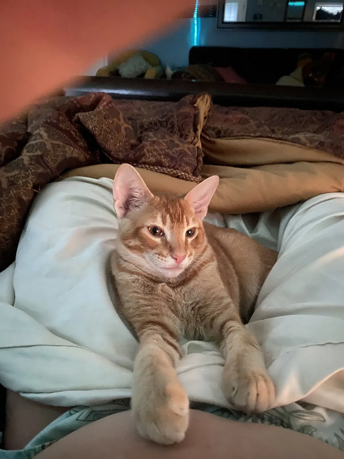 Lost cat in Sulphur, LA, 70663