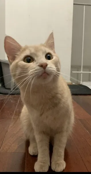 Lost cat in Woodbridge, VA, 22191