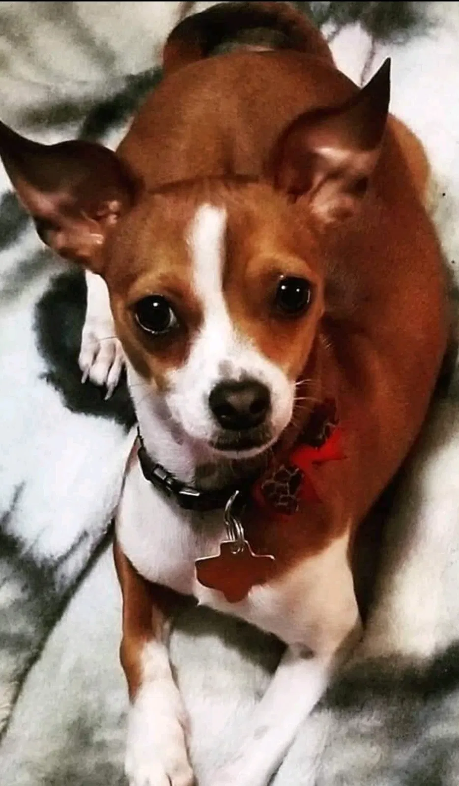 Lost dog in Fort Worth, TX, 76102