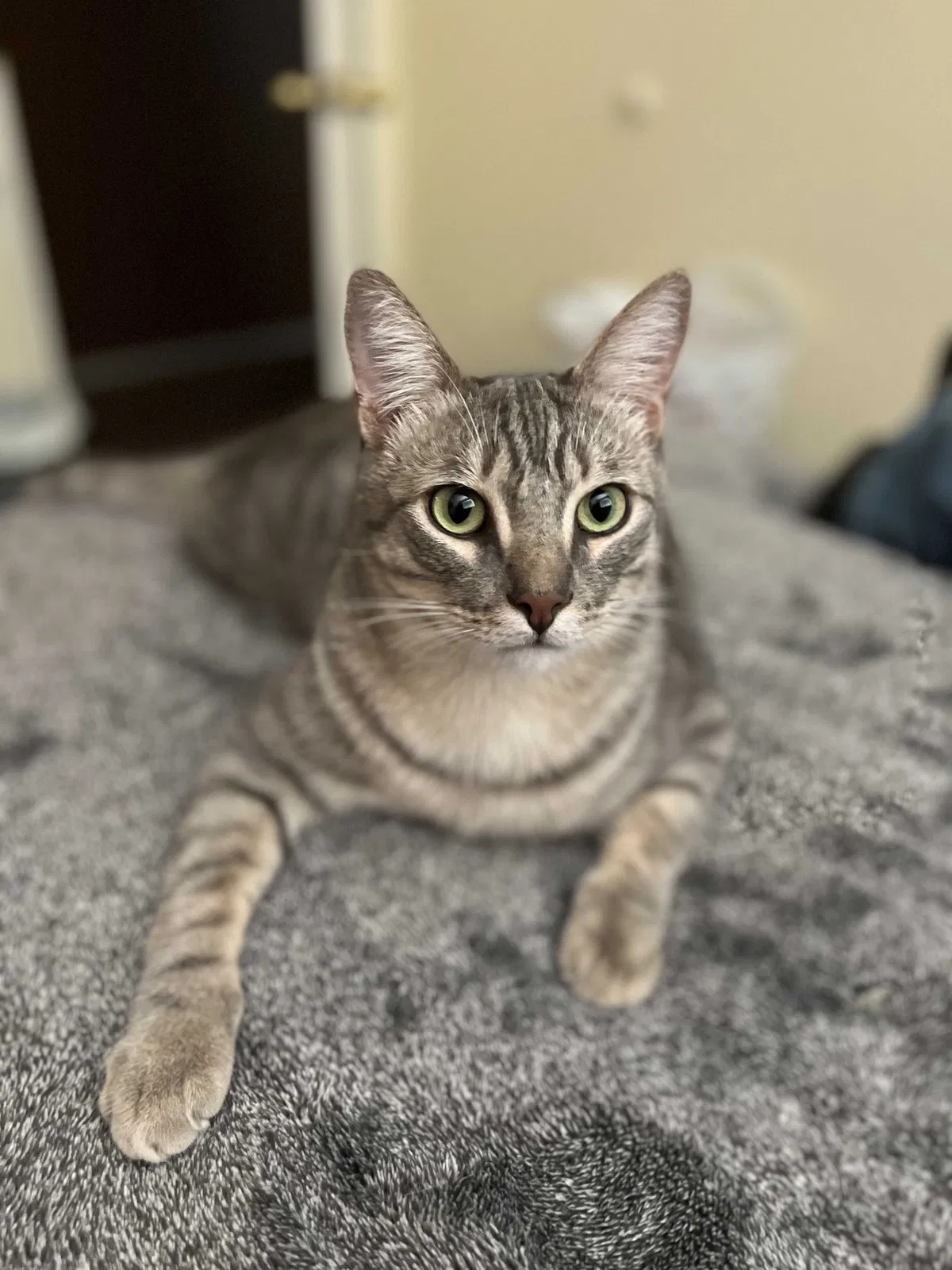 Lost cat in Meridian, ID, 83646