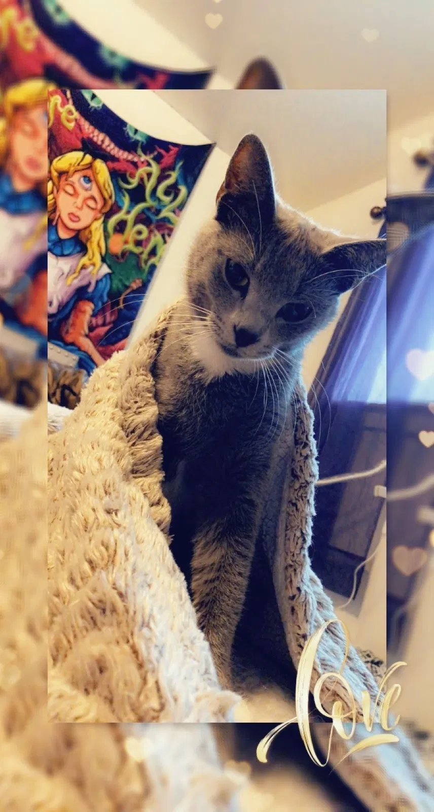 Lost cat in Walkersville, MD, 21793