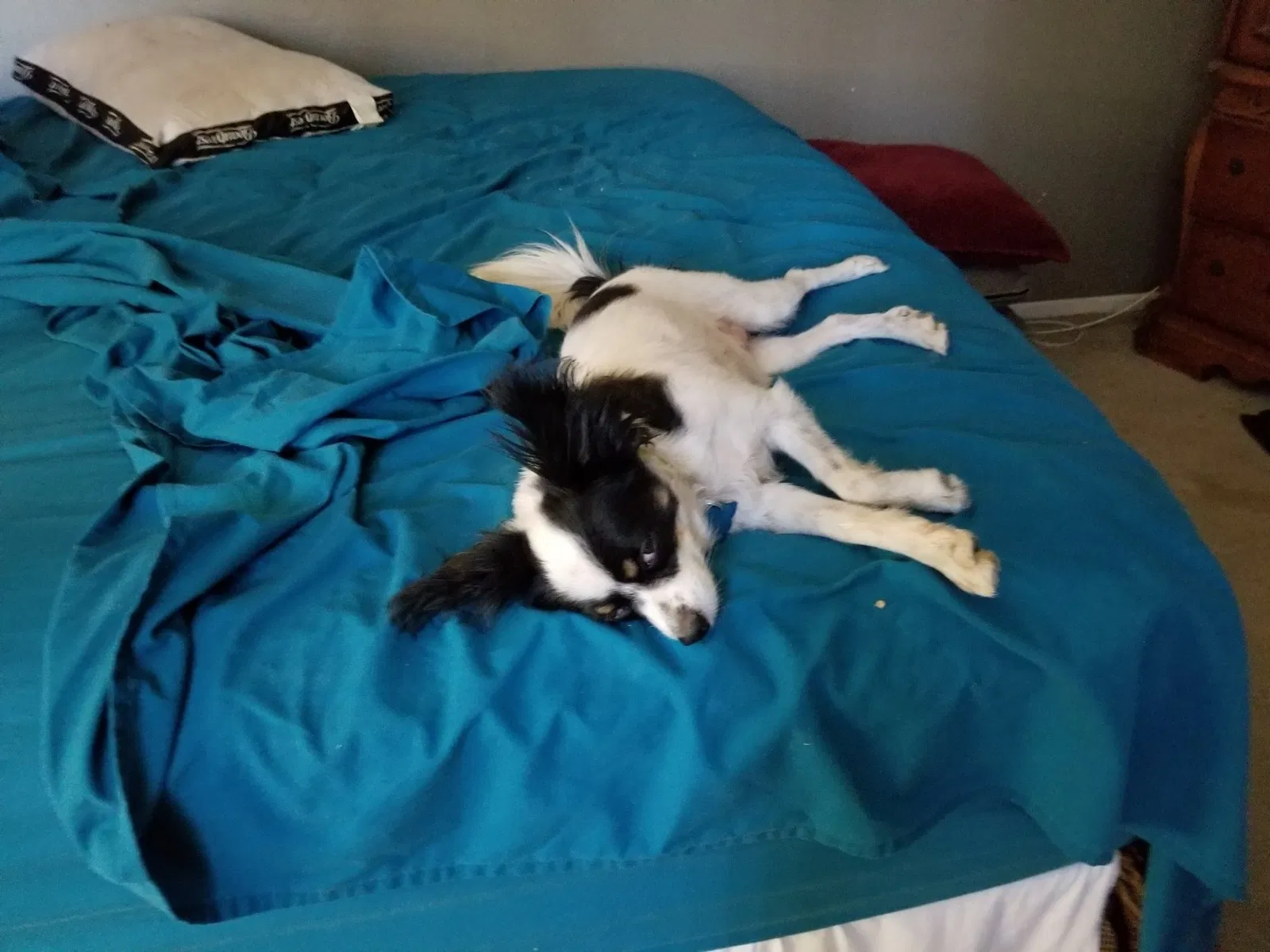 Lost dog in Lake Elsinore, CA, 92530