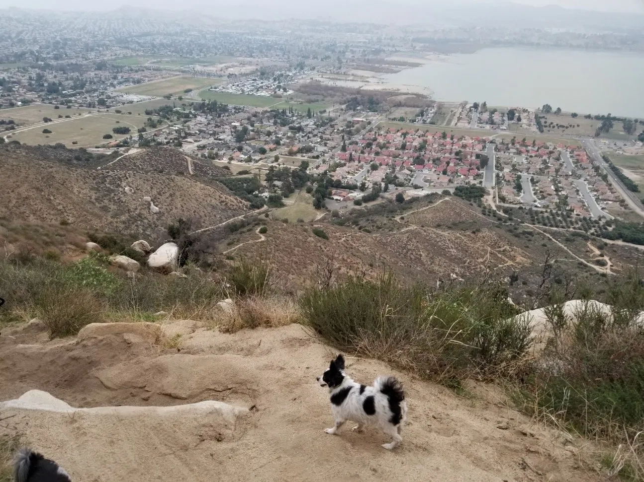 Lost dog in Riverside, CA, 92506