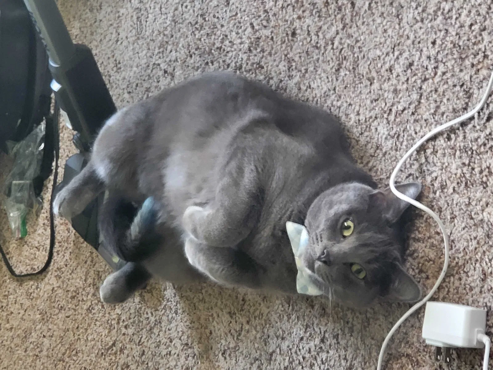 Lost cat in Forest Lake, MN, 55025