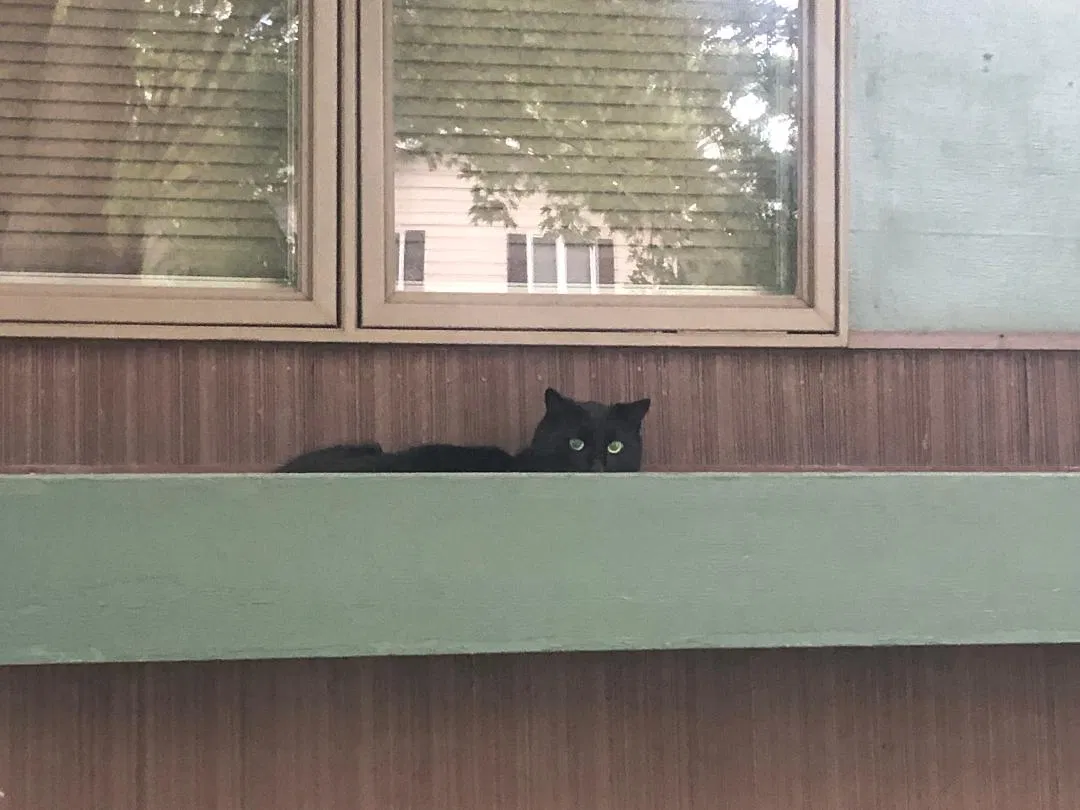 Lost cat in Buffalo, NY, 14217