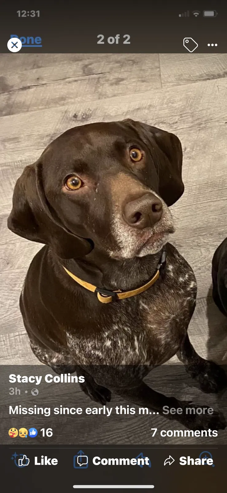 Lost dog in Carrollton, VA, 23314