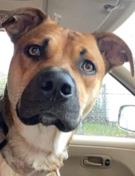 Lost dog in Evansville, IN, 47711