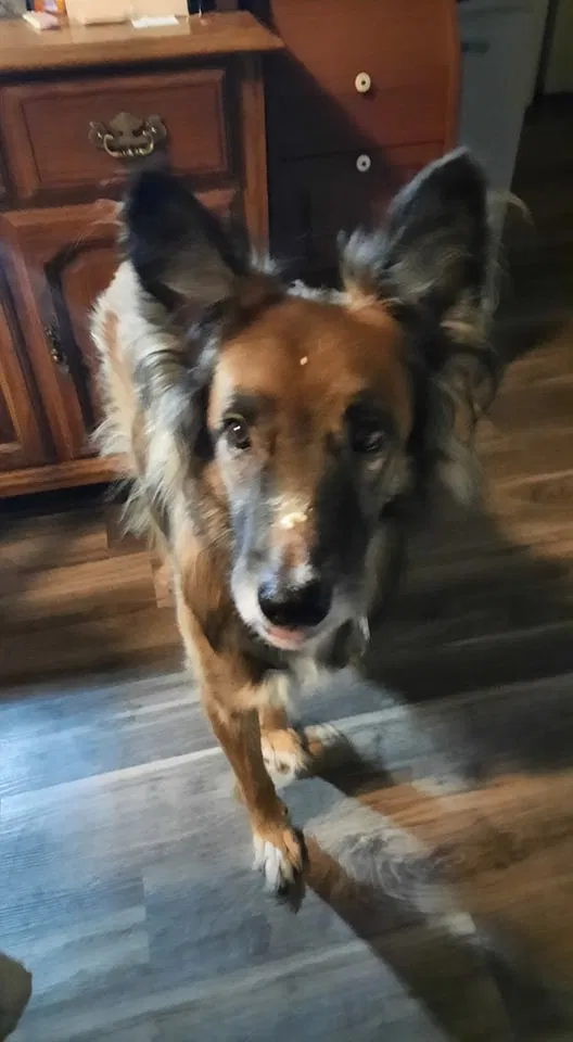 Lost dog in Broken Arrow, OK, 74012