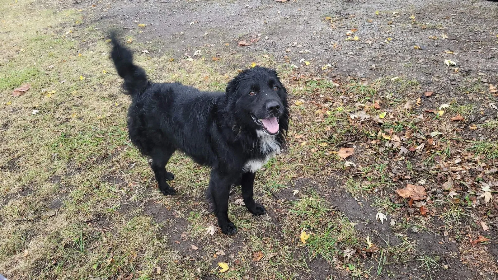 Found dog in Gaston, IN, 47342