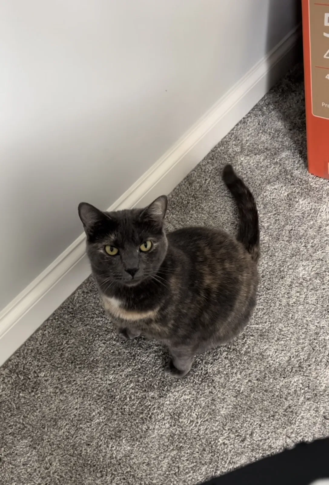 Lost cat in Louisville, KY, 40245