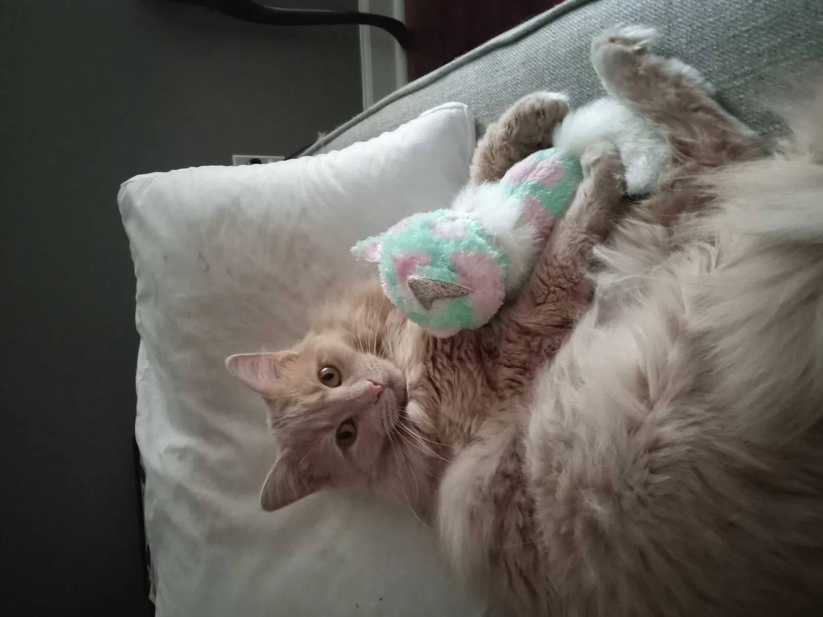 Lost cat in Louisville, KY, 40243
