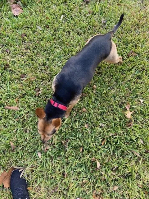 Lost dog in Houston, TX, 77045
