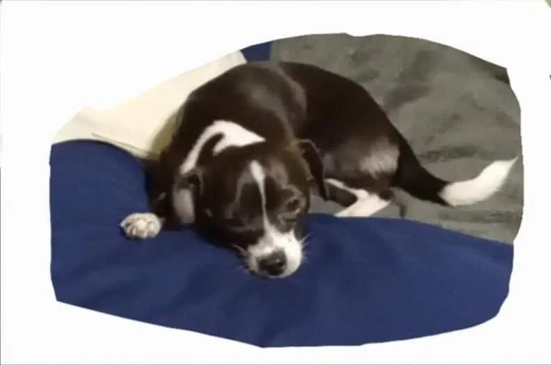 Lost dog in San Antonio, TX, 78228