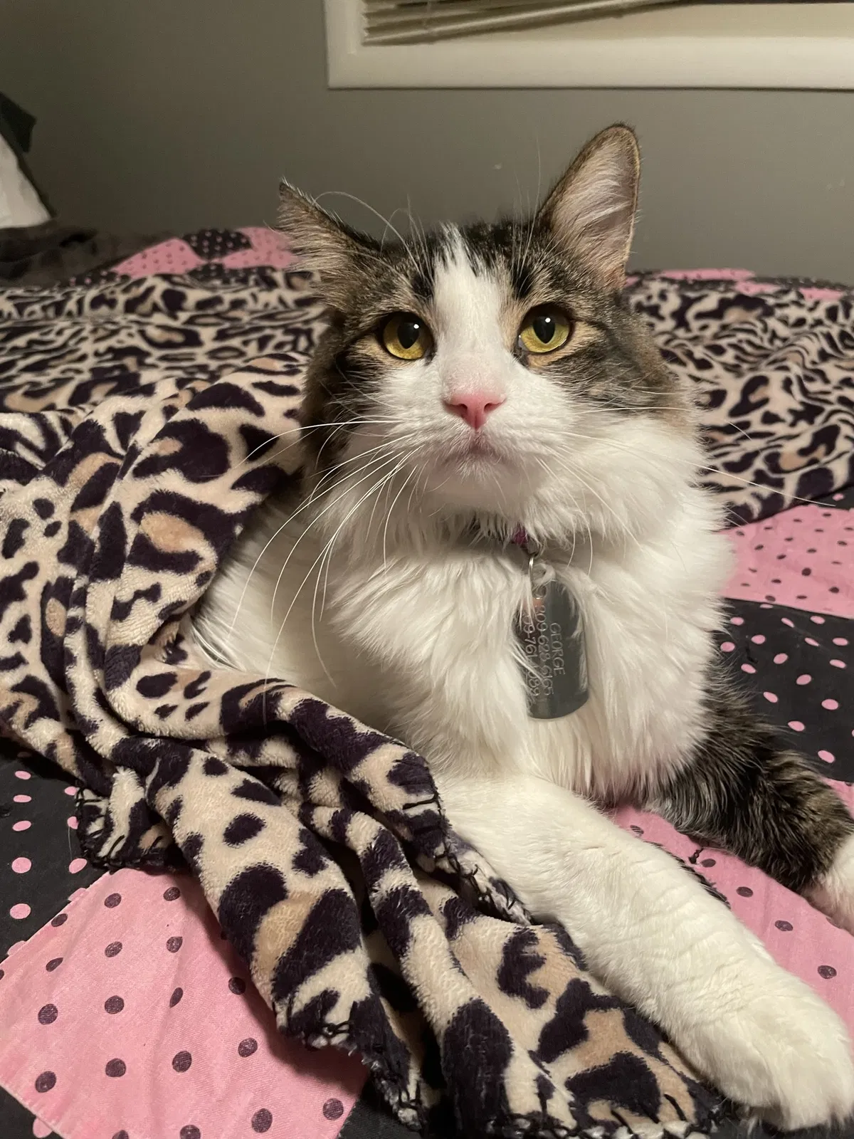 Lost cat in Gustine, CA, 95322