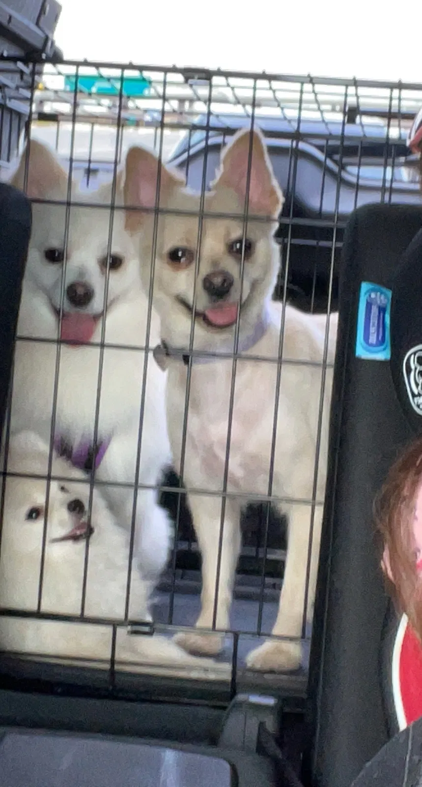 Lost dog in Phoenix, AZ, 85031