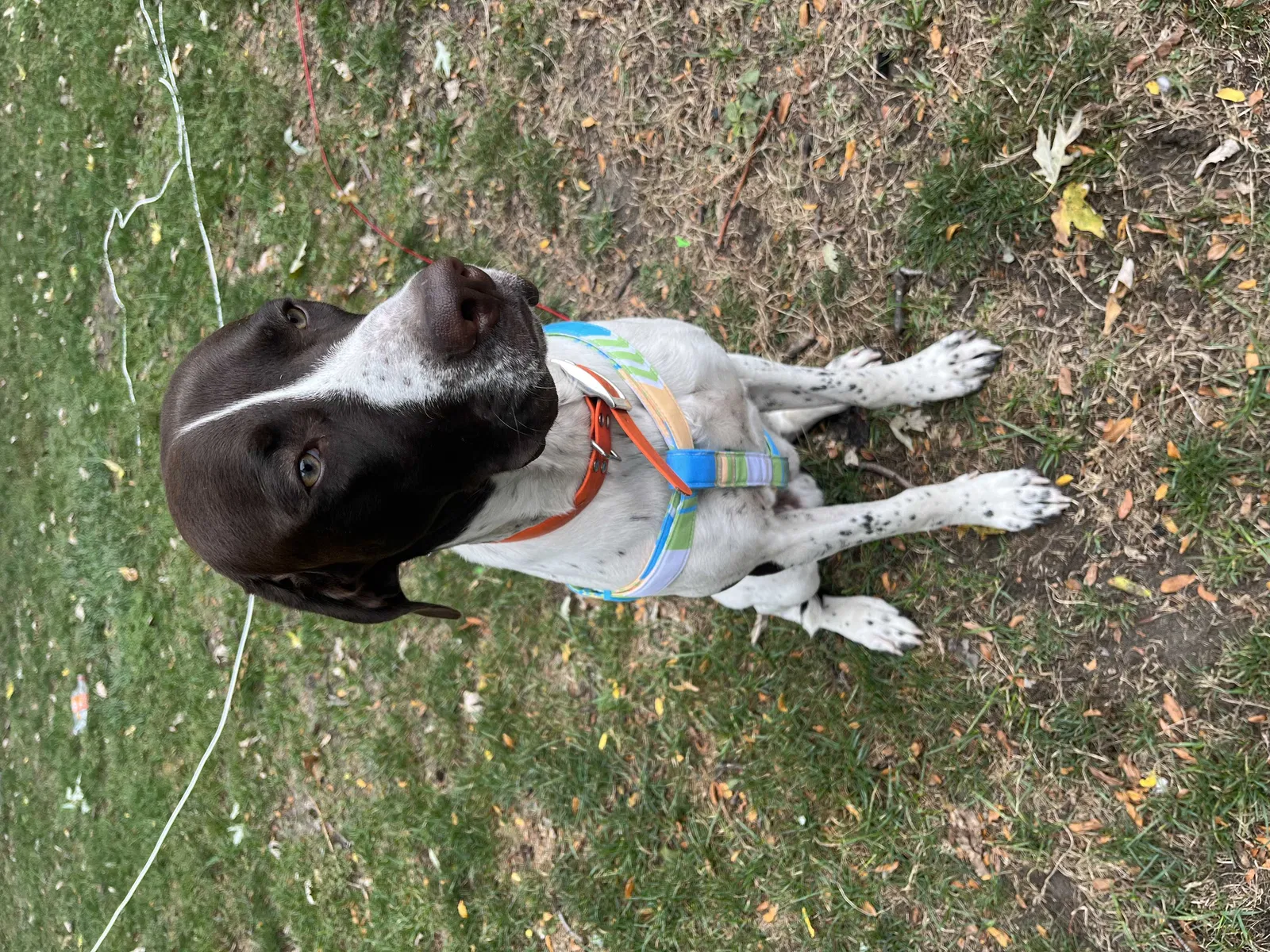 Lost dog in Warren, MI, 48091