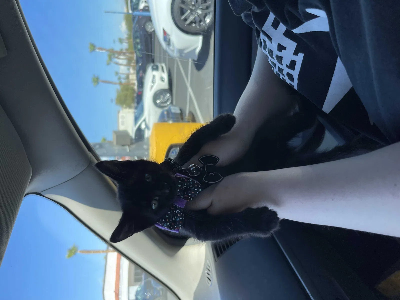 Lost cat in Las Vegas, NV, 89122