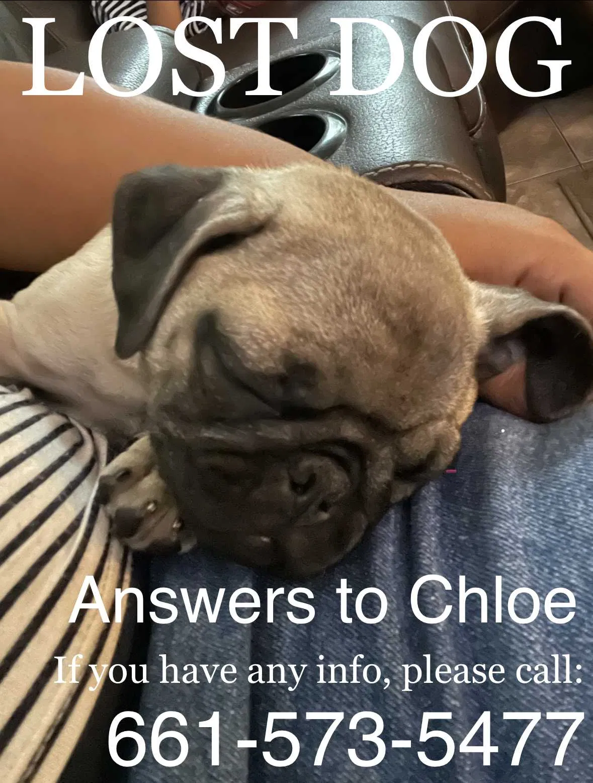 Lost dog in Stockton, CA, 95206