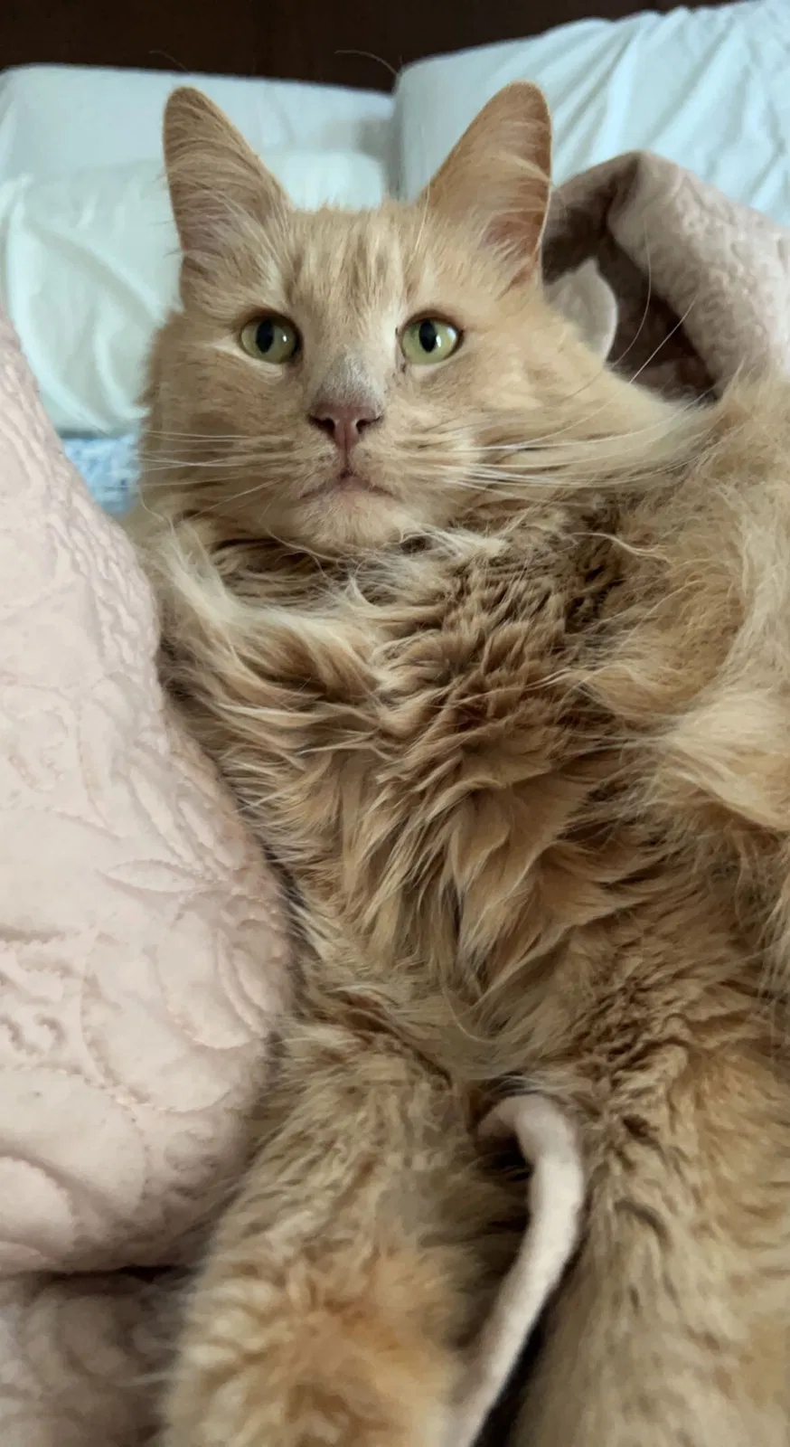 Lost cat in Hopewell Junction, NY, 12533