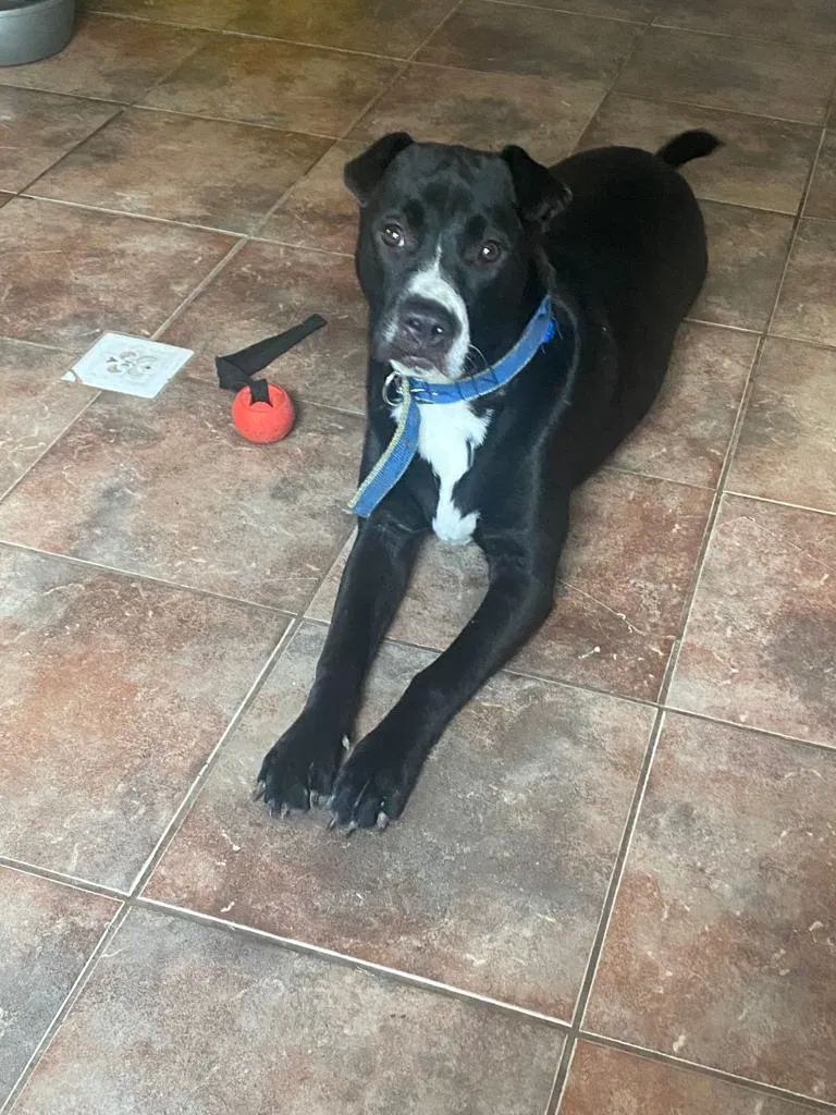 Lost dog in Grand Prairie, TX, 75050