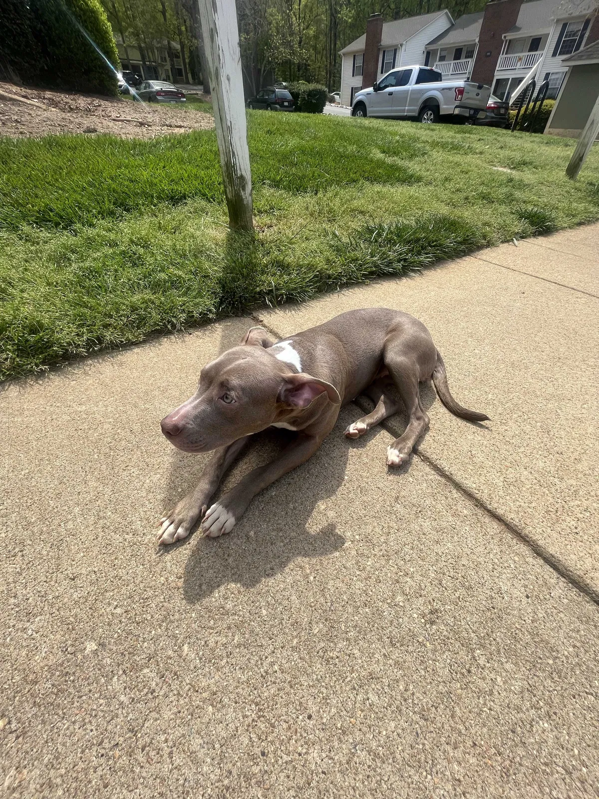 Lost dog in Raleigh, NC, 27606