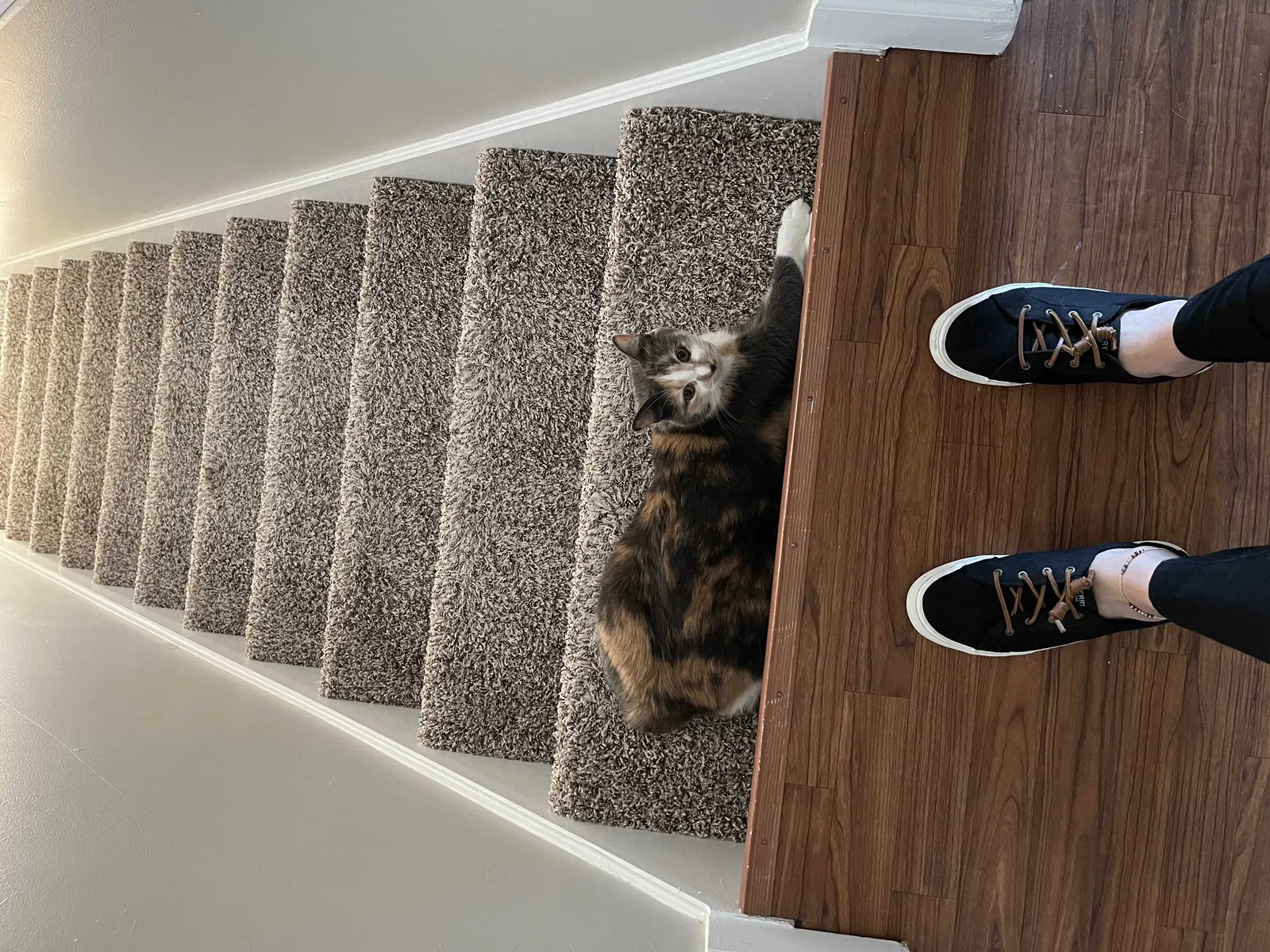 Lost cat in Noblesville, IN, 46060