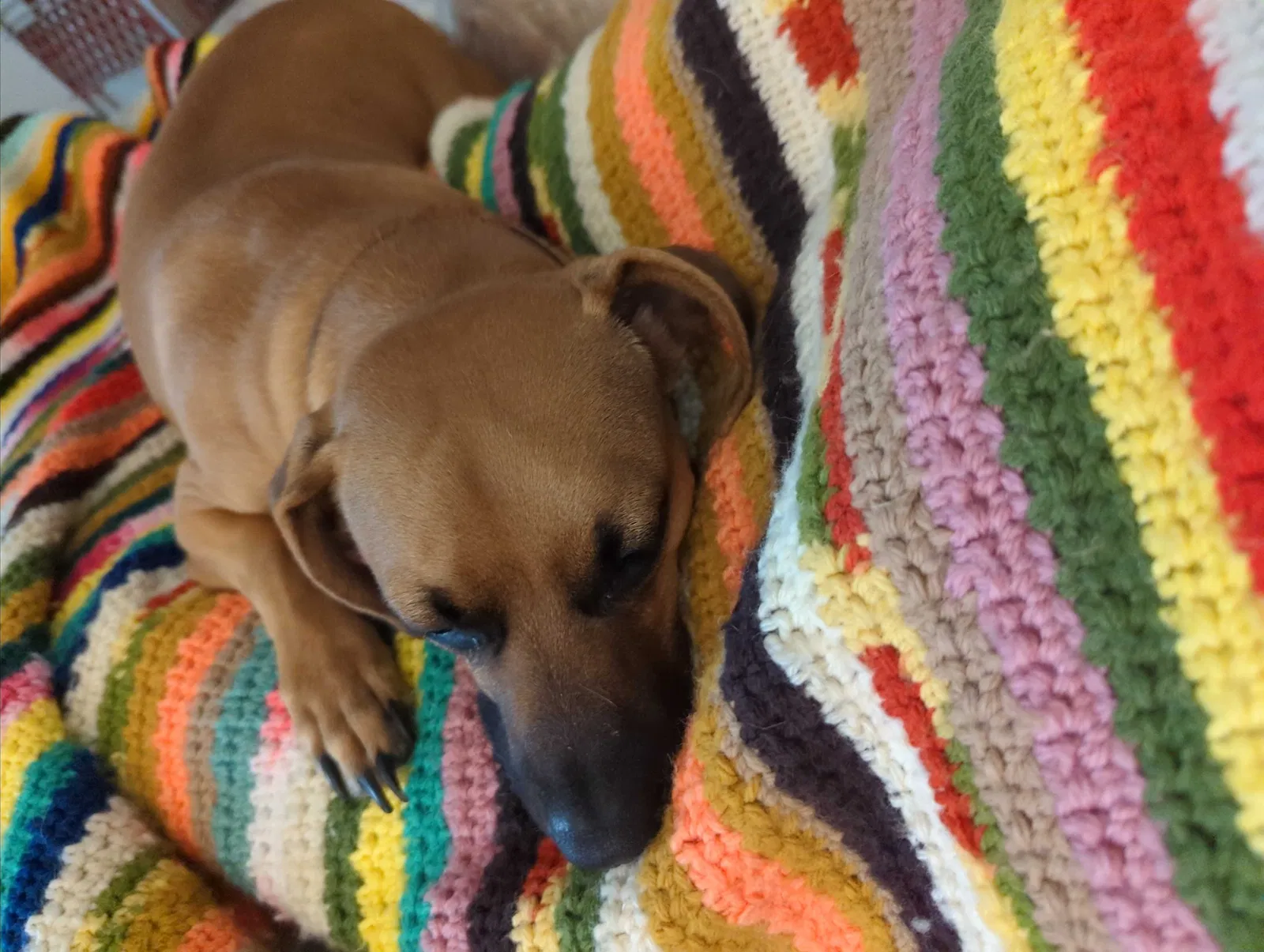 Lost dog in Cameron, NC, 28326