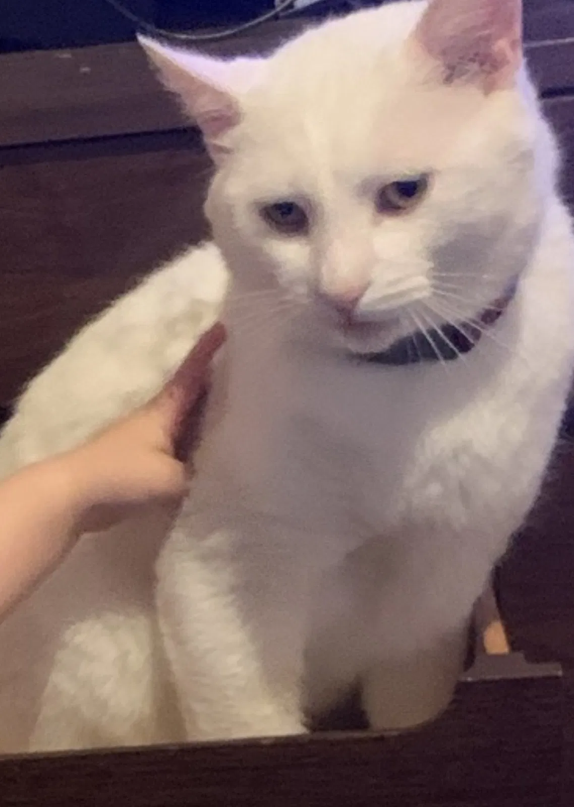 Lost cat in Independence, MO, 64055