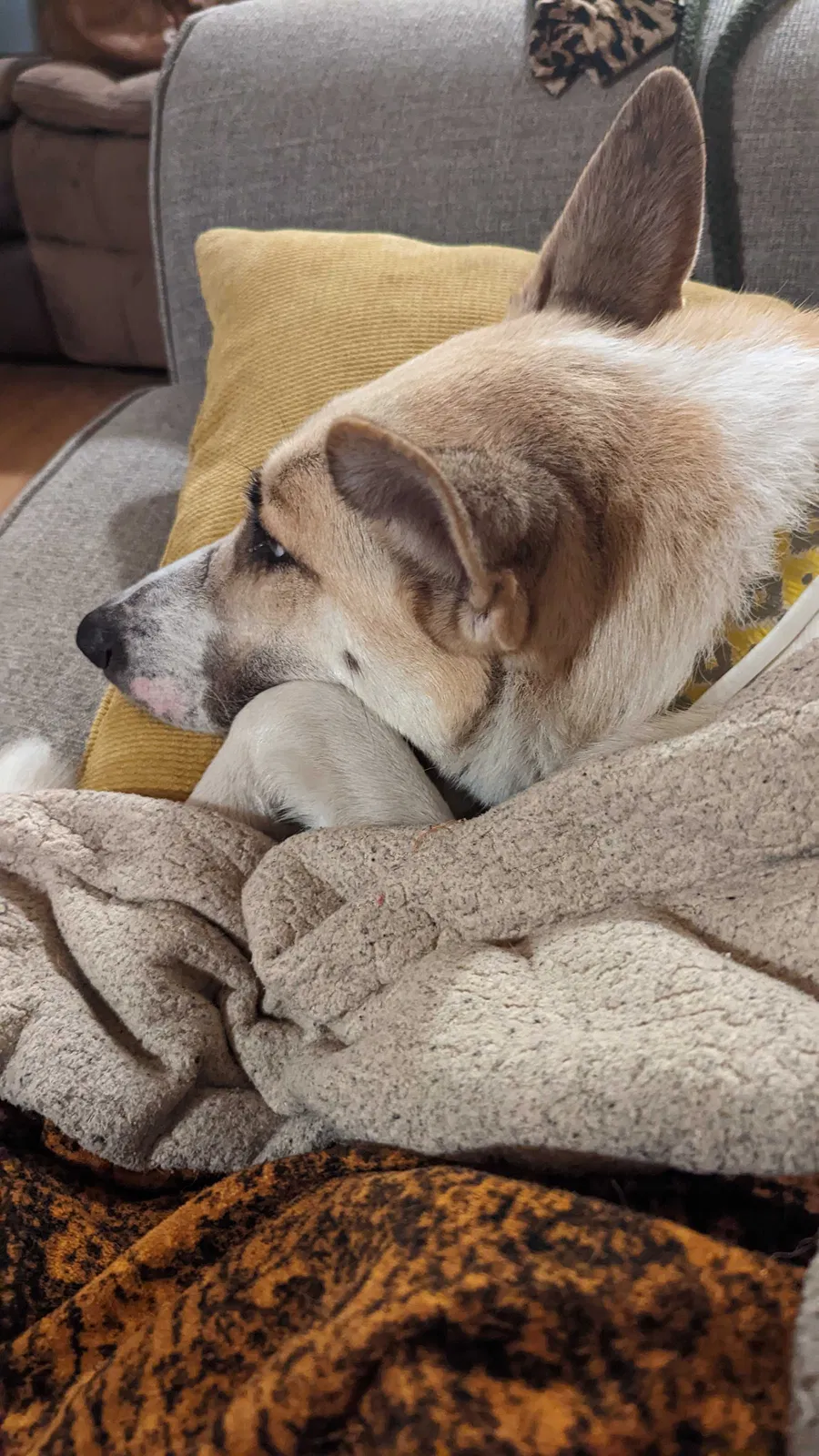 Lost dog in Cameron, NC, 28326