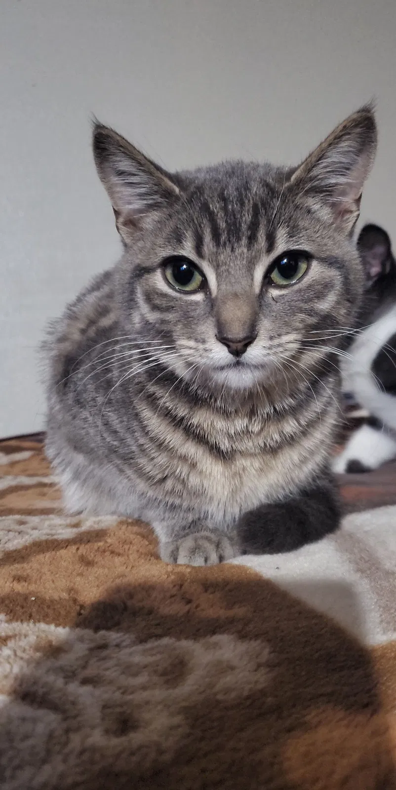 Lost cat in Spanaway, WA, 98387