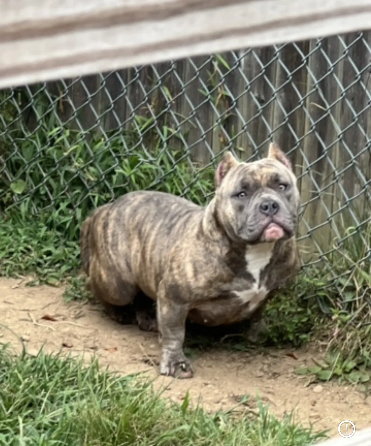 Lost dog in Wilmington, DE, 19805