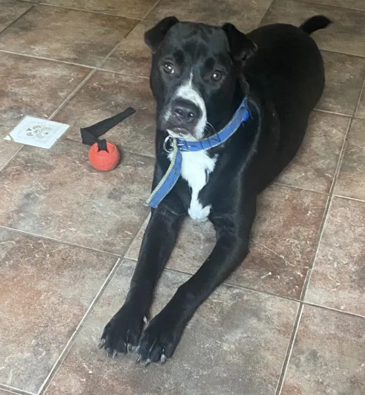 Lost dog in Grand Prairie, TX, 75050